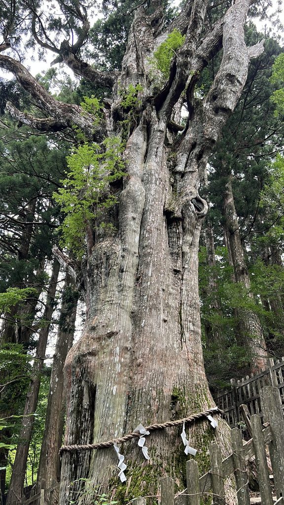 玉置神社の神代杉の写真